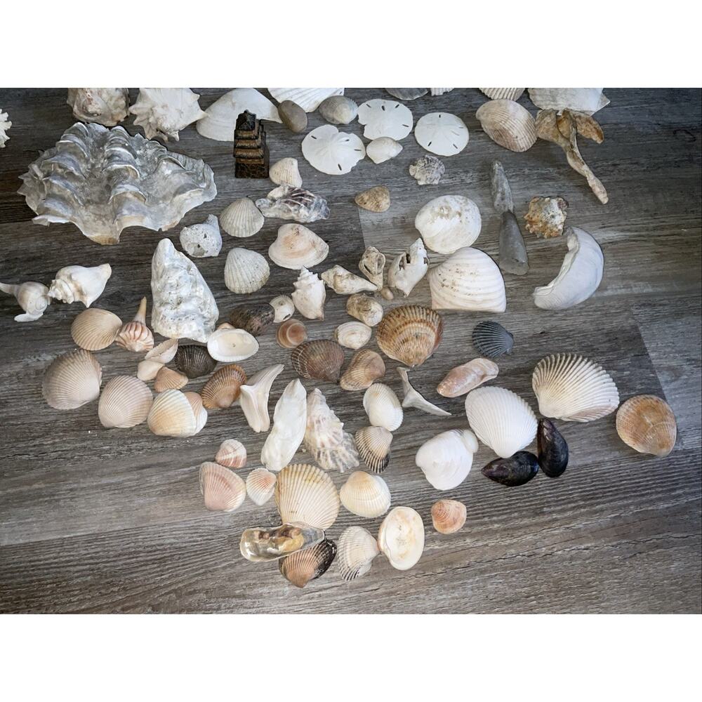 NATURAL CORAL & SEASHELL 40+ PIECE NATURE OCEAN COLLECTION - Picture 7 of 7